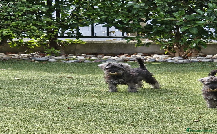 Schnauzer cani a Provincia di Brescia - Annuncio 1