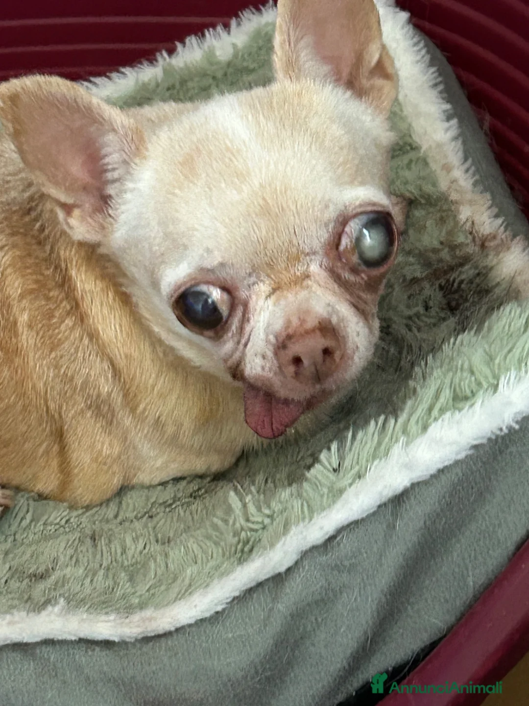 Chihuahua cani in regalo: Chihuahua femmina  - Annuncio 5