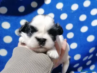 Shih Tzu cani Shih Tzu cucciolo taglia molto piccola - Annuncio 15