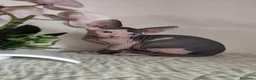 Sphynx gatti in vendita: Cuccioli di sphynx disponibile  - Annuncio 6