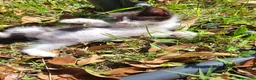 Meticcio gatti in vendita: Gattini piccoli maschi  a Provincia di Ascoli Piceno - Annuncio 2