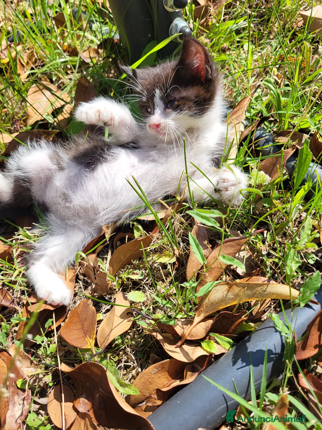 Meticcio gatti in vendita: Gattini piccoli maschi  a Provincia di Ascoli Piceno - Annuncio 2