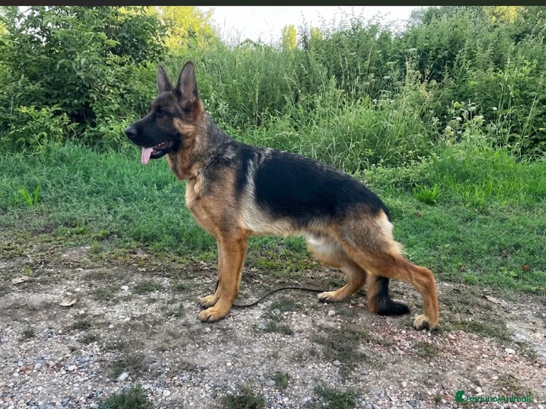 Pastore Tedesco cani in vendita: Pastore tedesco  - Annuncio 1