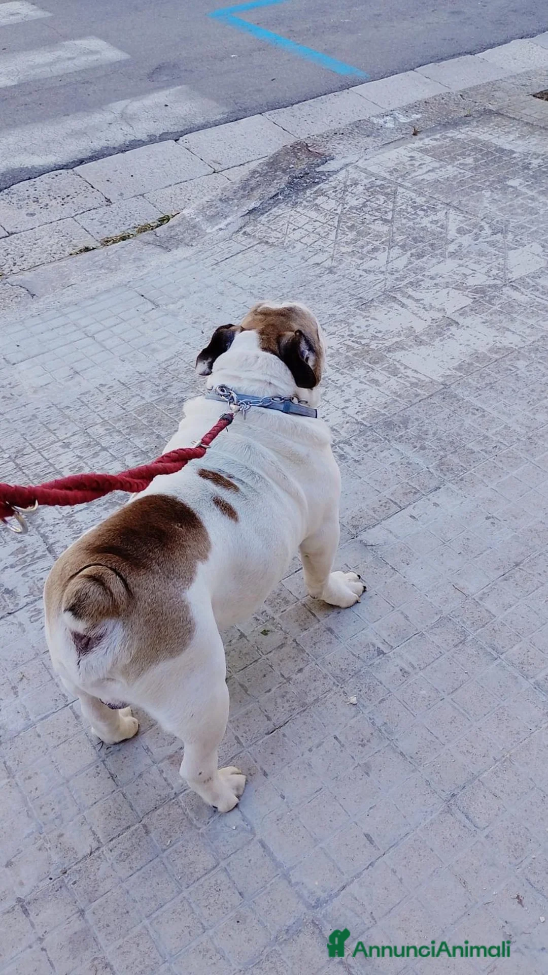 Bulldog cani per accoppiamento: Cerco femmina di bulldog per monta a Provincia di Lecce - Annuncio 2