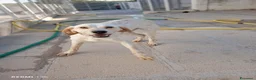 Meticcio cani in regalo: Elettra - Annuncio 2