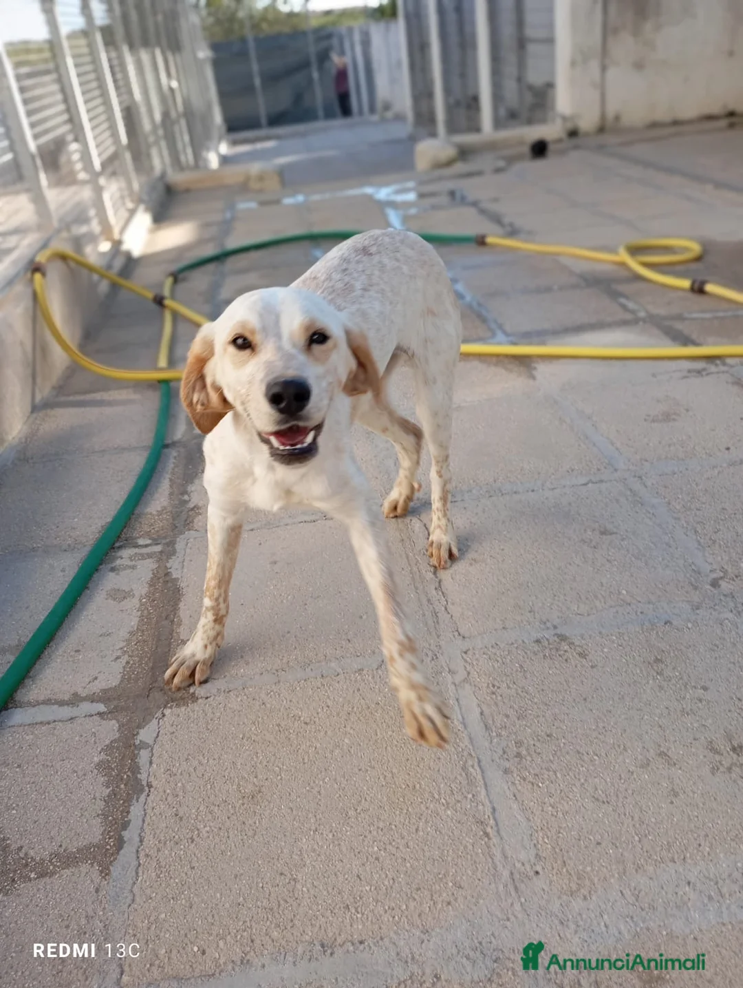 Meticcio cani in regalo: Elettra - Annuncio 2