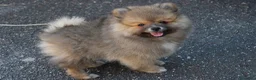 Volpino Italiano cani in vendita: Volpino Italiano Maschio Pedigree  - Annuncio 3