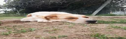 Meticcio cani in regalo: REGALO METICCIO a Provincia di Cuneo - Annuncio 2