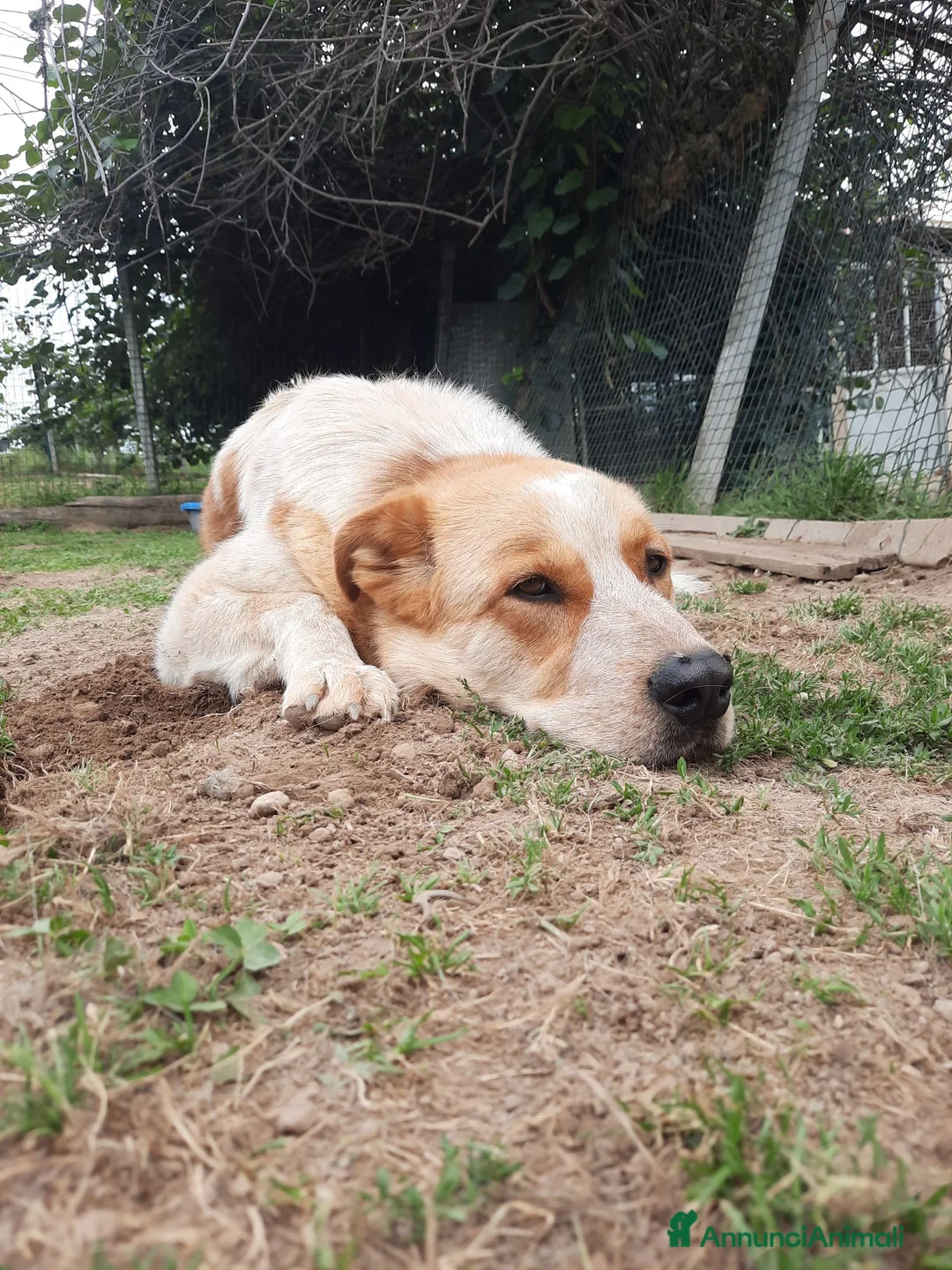 Meticcio cani in regalo: REGALO METICCIO a Provincia di Cuneo - Annuncio 2