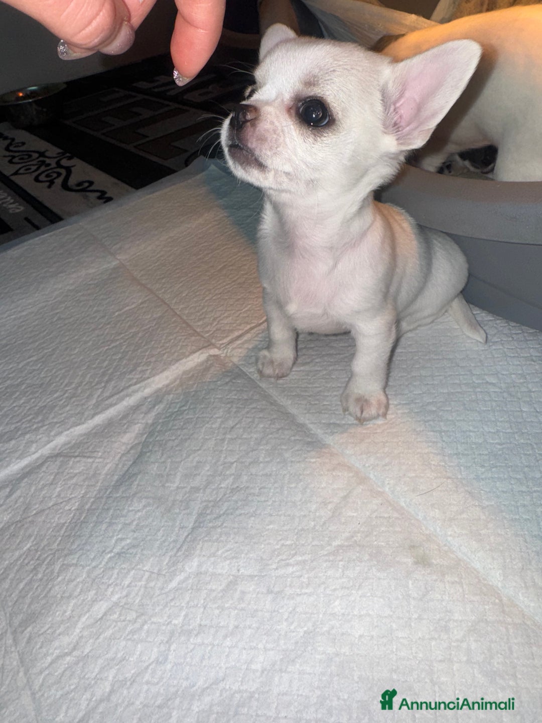 Chihuahua cani in vendita: Cucciole di chihuahua - Annuncio 8