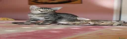 Europeo gatti in regalo: FRATELLI DOLCISSIMI TIGRATI IN ADOZIONE  - Annuncio 1