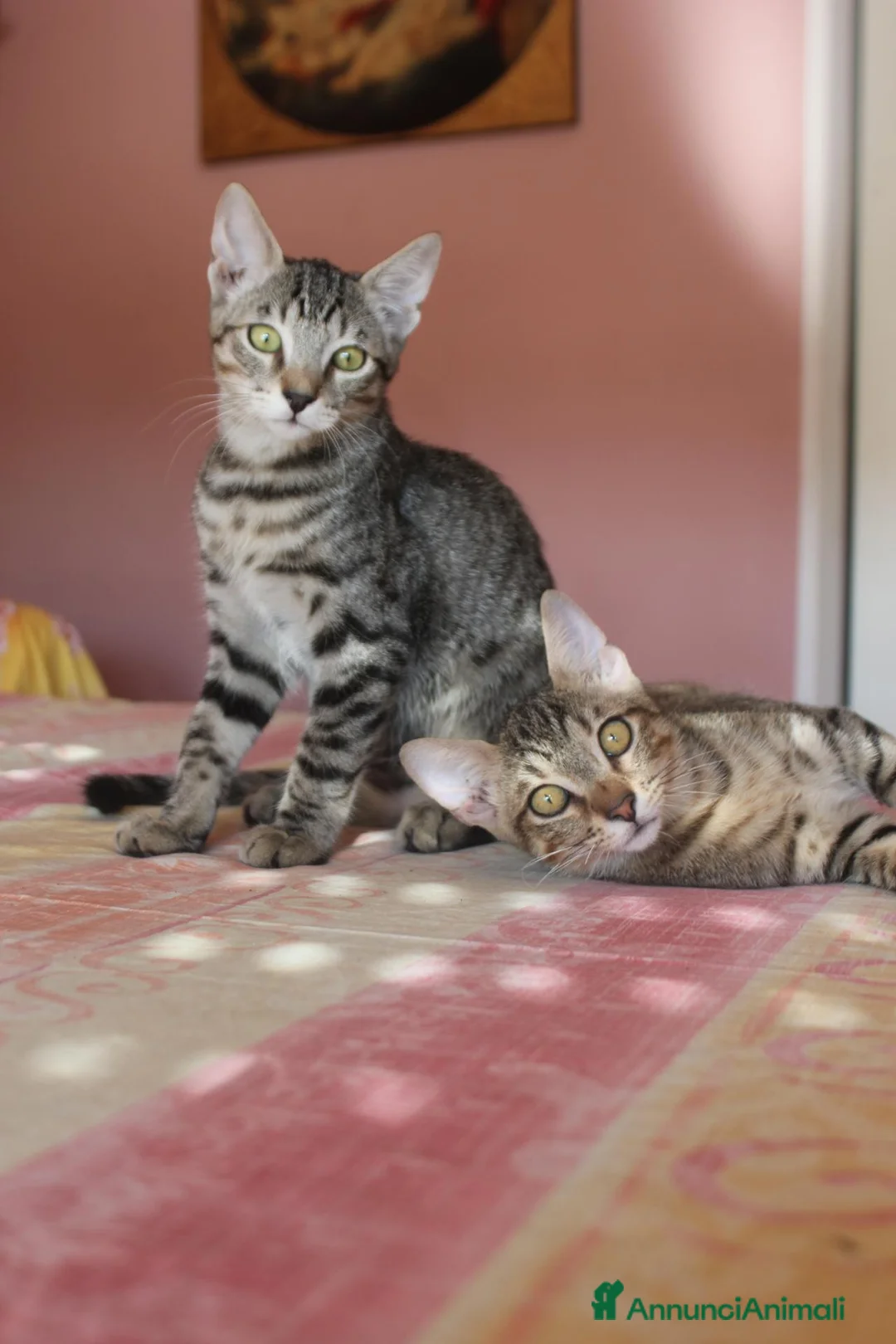Europeo gatti in regalo: FRATELLI DOLCISSIMI TIGRATI IN ADOZIONE  - Annuncio 1
