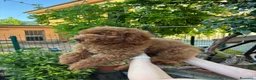 Meticcio cani in vendita: Barboncino Nano - Annuncio 6