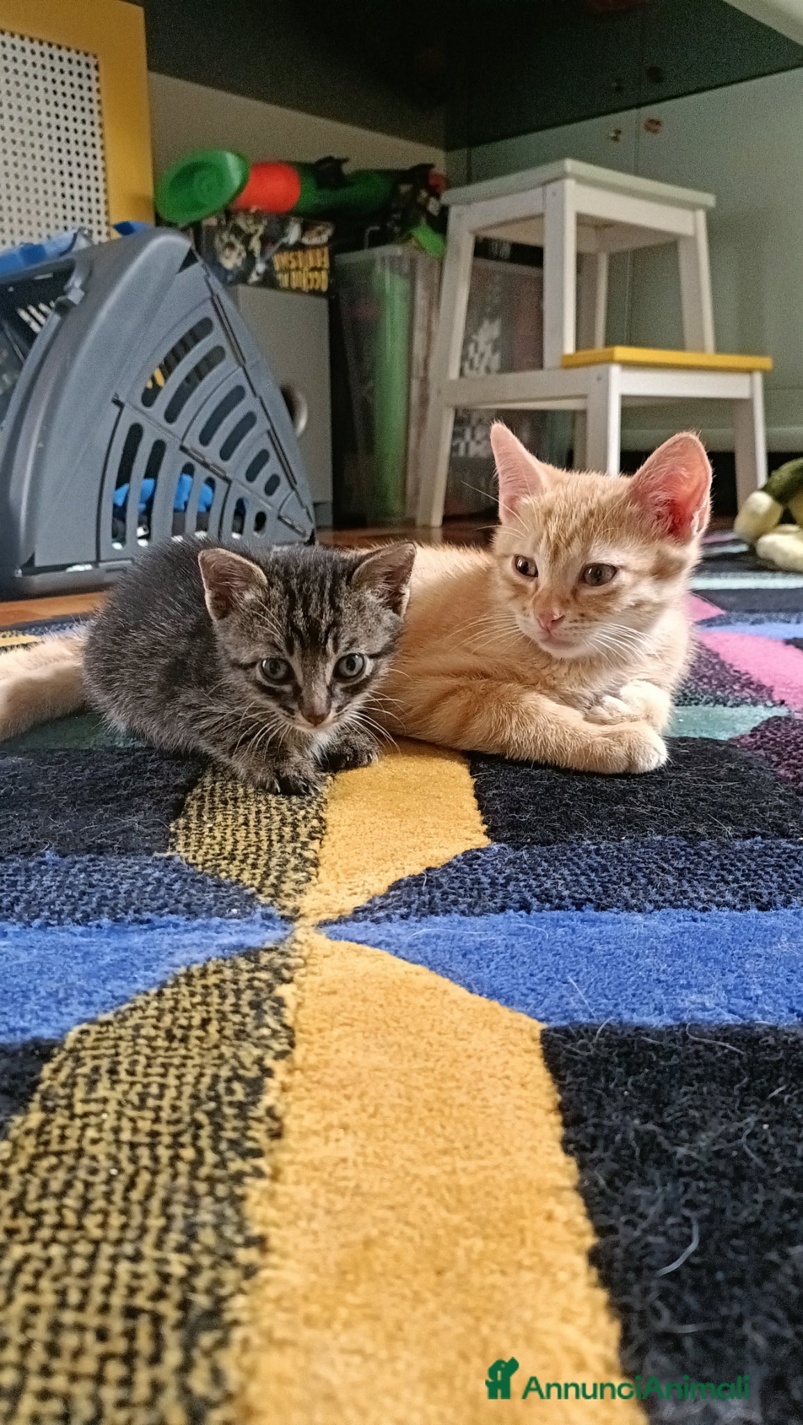 Meticcio gatti Sara e i suoi cuccioli  - Annuncio 39