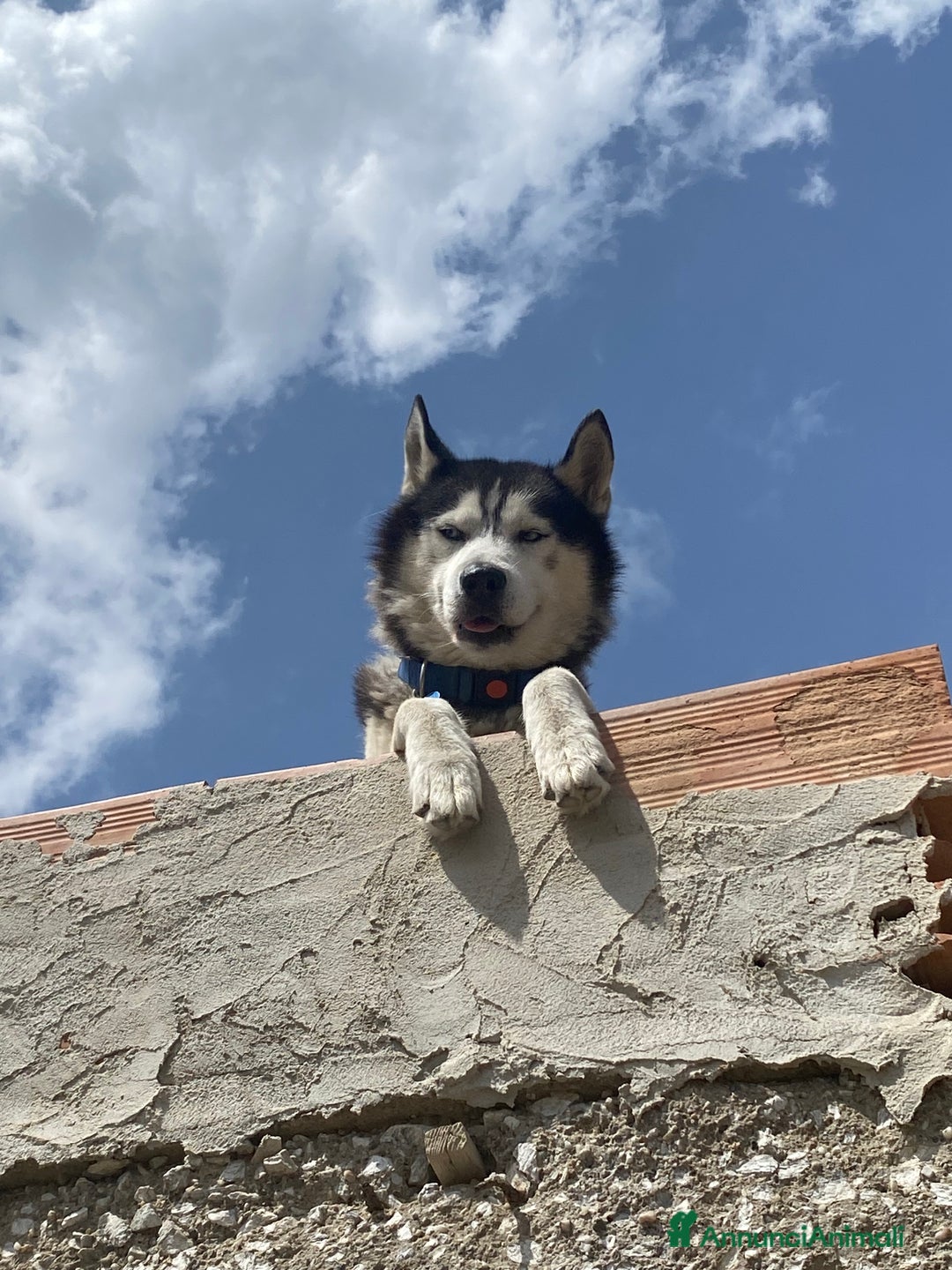 Husky cani per accoppiamento: Tyson cerca compagna  - Annuncio 10