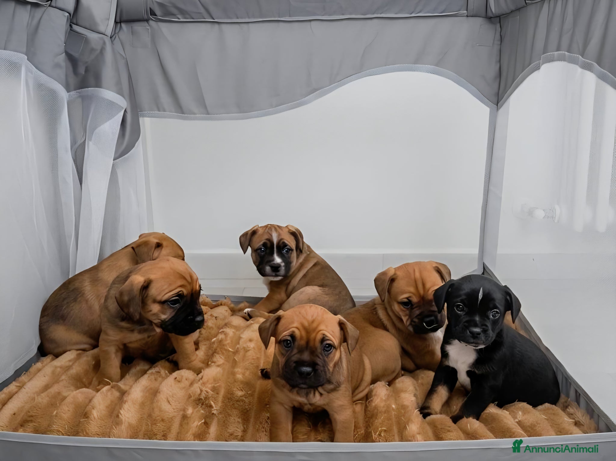 Meticcio cani Meticci Bulldog Francese - Annuncio 1