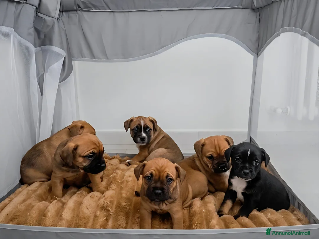 Meticcio cani in vendita: Meticci Bulldog Francese - Annuncio 1