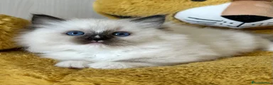 Ragdoll Gattino 2