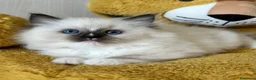 Ragdoll gatti in vendita: Ragdoll cuccioli seal mitted - Annuncio 6