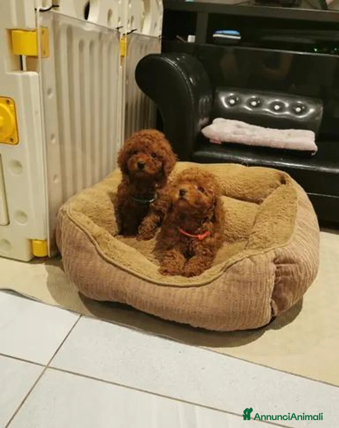 Barboncino Toy cani in vendita: Adorabili cuccioli di barboncino toy - Annuncio 2