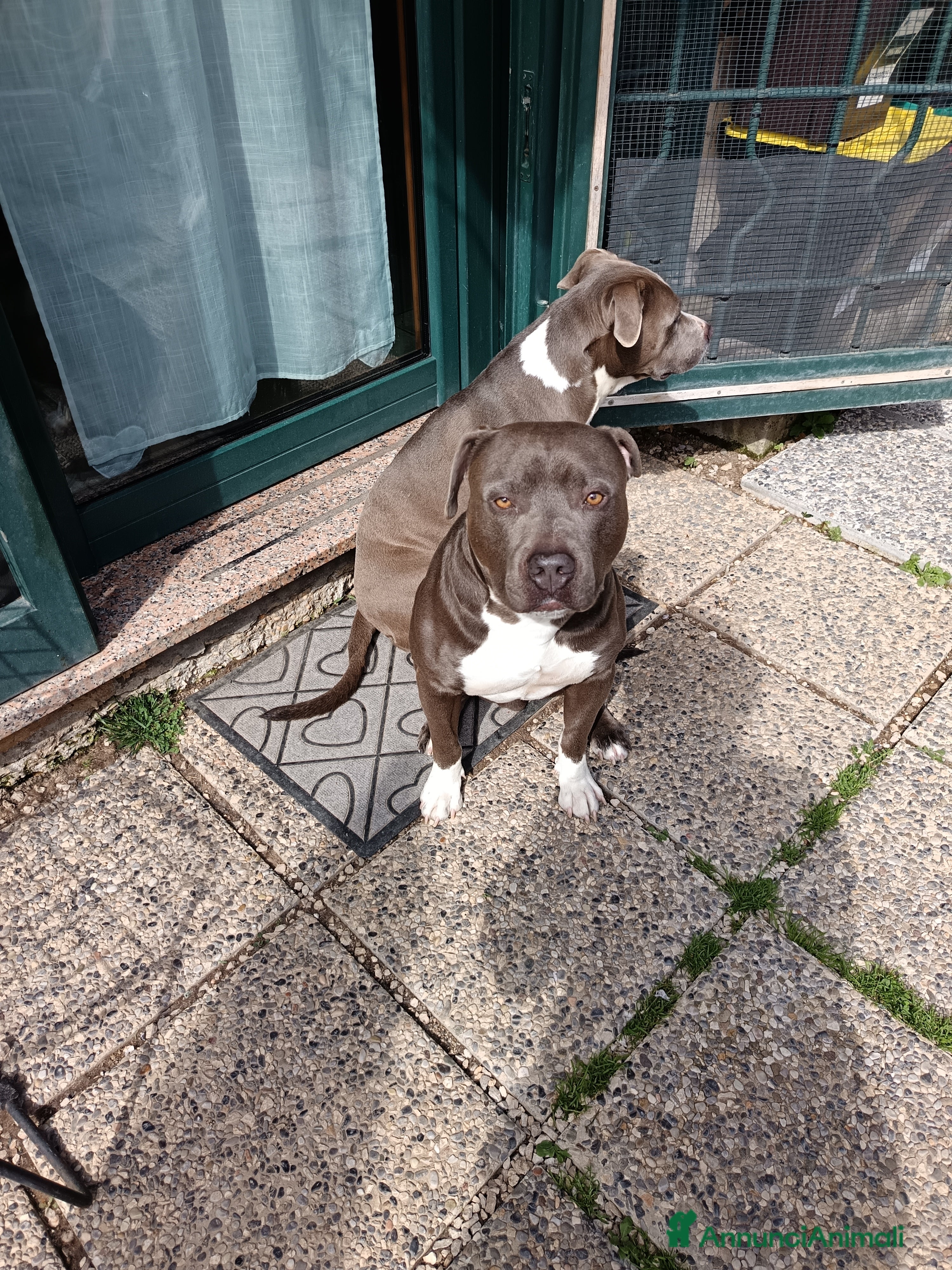 American Staffordshire cani Cred cerca compagna per accoppiamento  - Annuncio 1