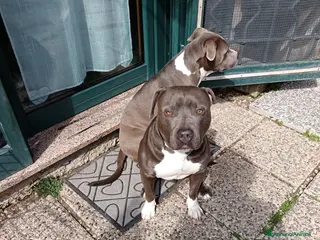 American Staffordshire cani Cred cerca compagna per accoppiamento - Annuncio 1
