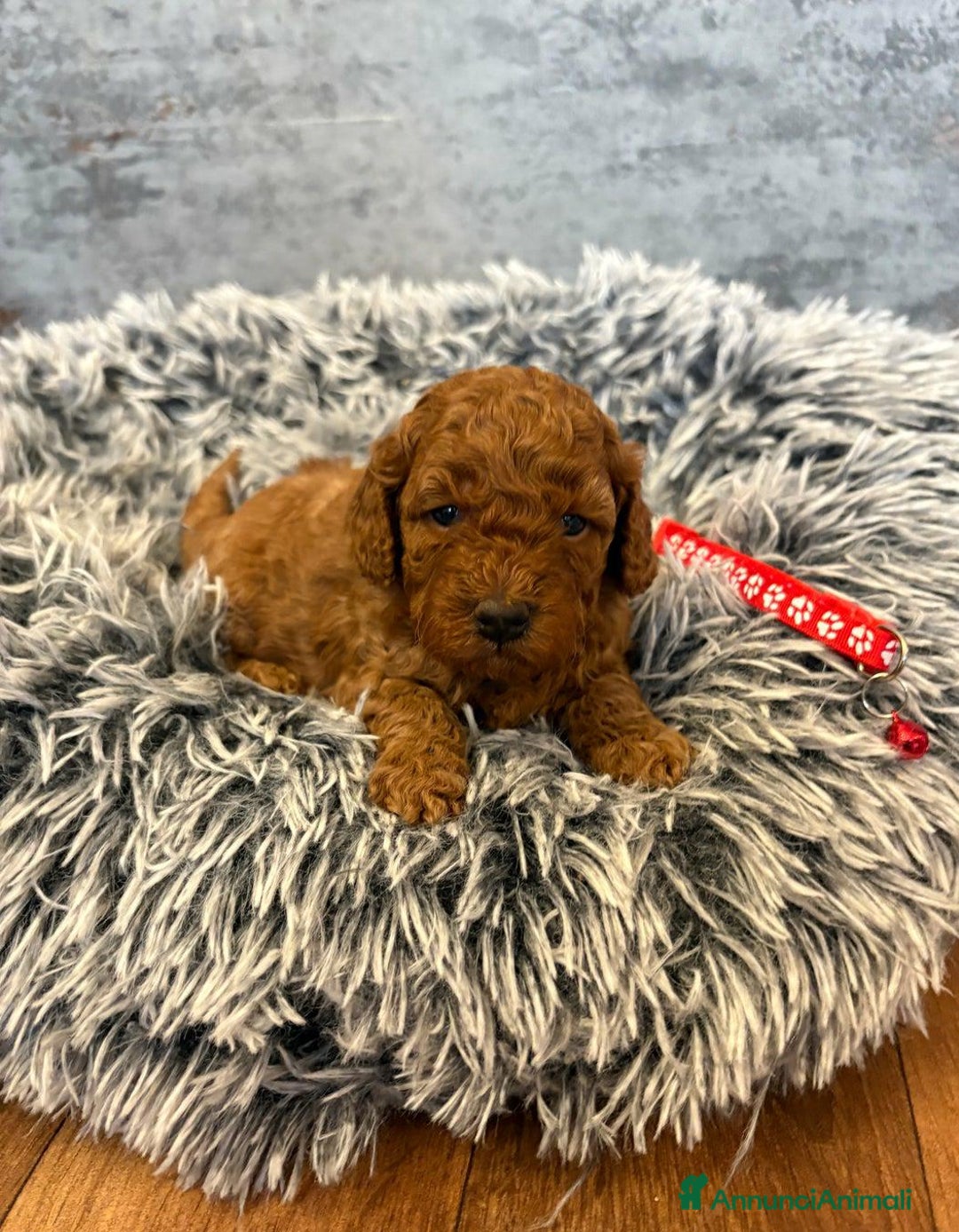 Cockapoo cani in vendita: Cuccioli di Cockapoo F2b disponibili - Annuncio 13