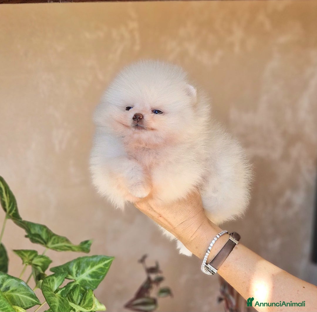 Spitz cani in vendita: Spitz tedesco NANO ( POMERANIA  ) a Provincia di Monza e della Brianza - Annuncio 4