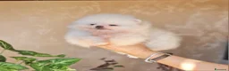 Spitz cani in vendita: Spitz tedesco NANO ( POMERANIA  ) a Provincia di Monza e della Brianza - Annuncio 4