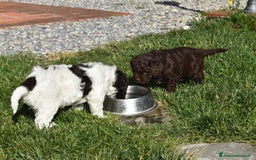 Lagotto cani in vendita: CUCCIOLI DI LAGOTTO ROMAGNOLO – DISPONIBILI SUBITO a Provincia di Pistoia - Immagine 1