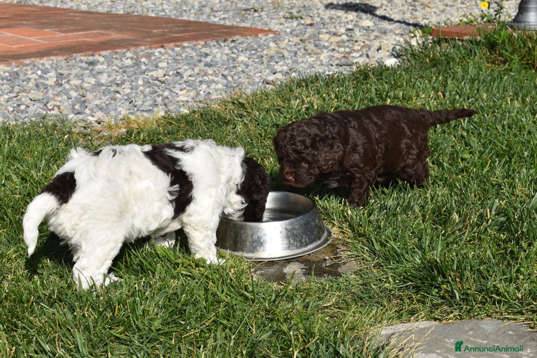 Lagotto cani in vendita: CUCCIOLI DI LAGOTTO ROMAGNOLO – DISPONIBILI SUBITO a Provincia di Pistoia - Immagine 1