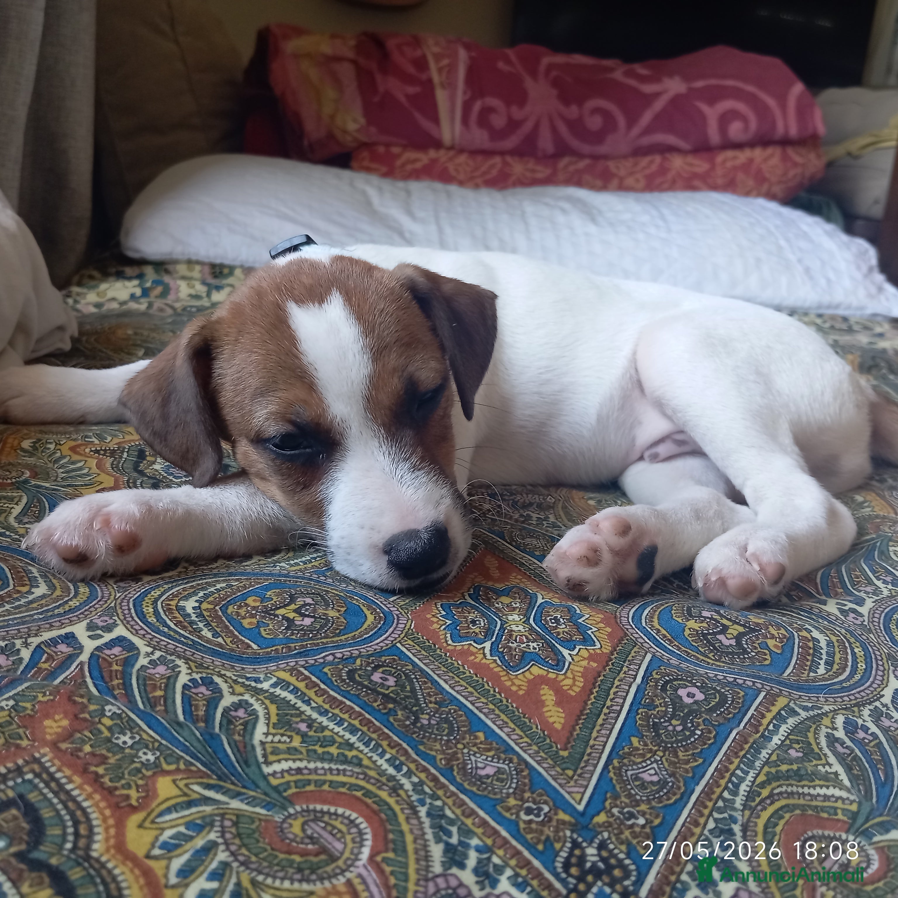 Jack Russell cani  Cucciolo di Jack Russell Terrier Cerca Casa! 🐾 - Annuncio 6