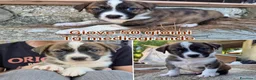 Meticcio cani in regalo: CUCCIOLI SOLI ED ESCLUSI  a Città Metropolitana di Genova - Annuncio 4