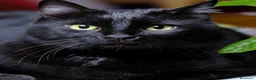 Europeo gatti in regalo: Due gattini in cerca di casa a Città metropolitana di Milano - Annuncio 3