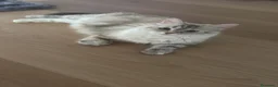 Siberiano gatti in vendita: Splendidi cuccioli siberiani  a Città metropolitana di Milano - Annuncio 5