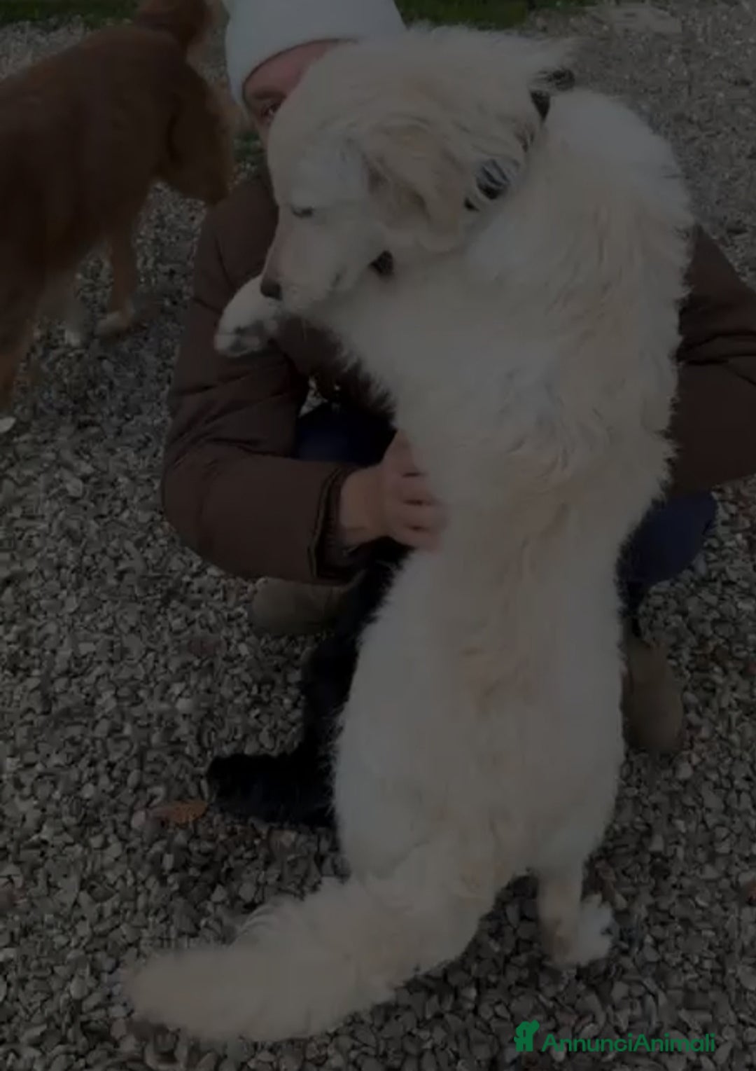 Meticcio cani in regalo: Lilly: 8 mesi, taglia media, socievole  - Annuncio 3