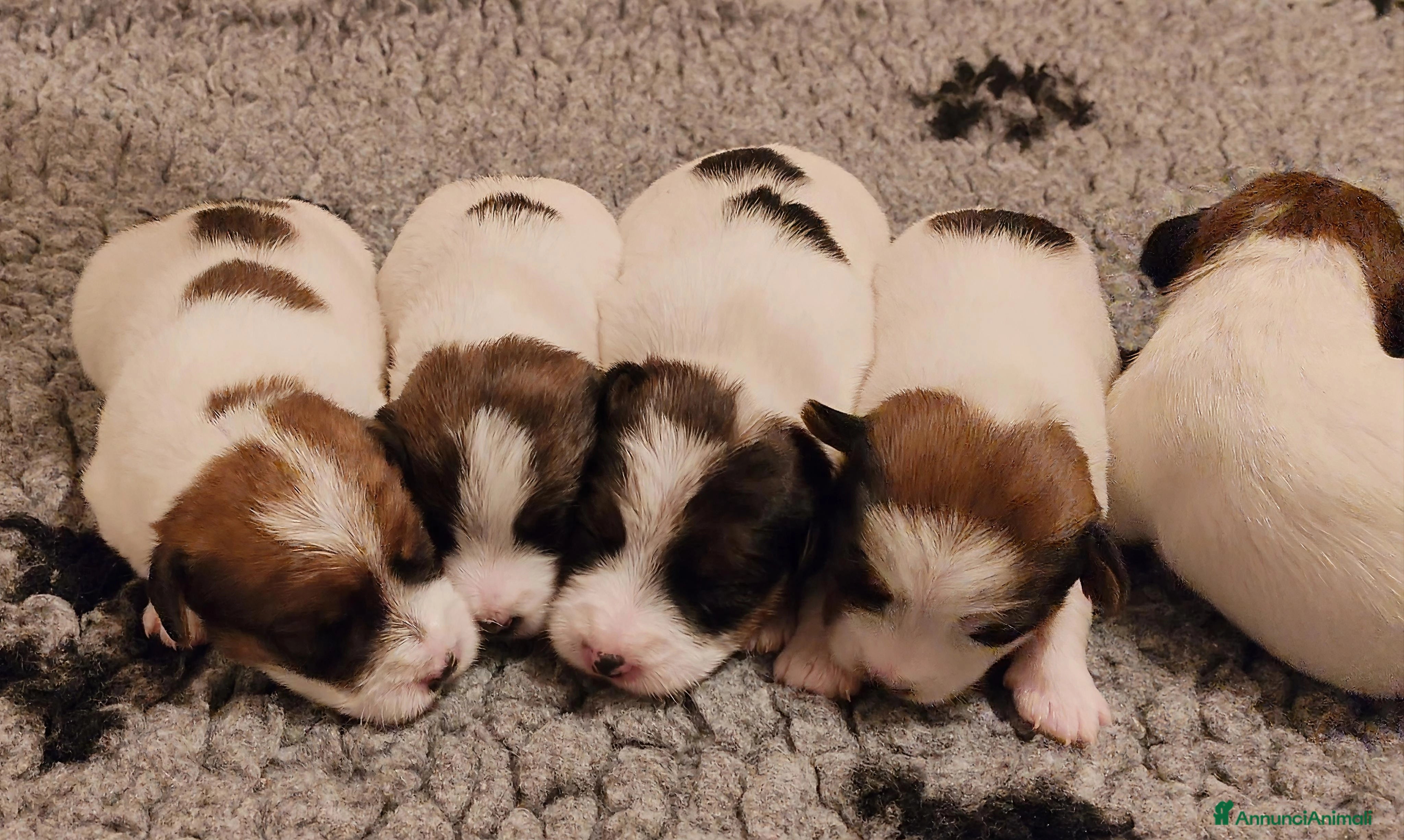 Jack Russell cani Cuccioli Jack Russell  - Annuncio 1