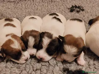 Jack Russell cani Cuccioli Jack Russell - Annuncio 1