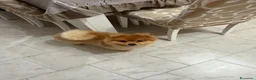 Spitz cani in vendita: Spitz Tedesco - Annuncio 2