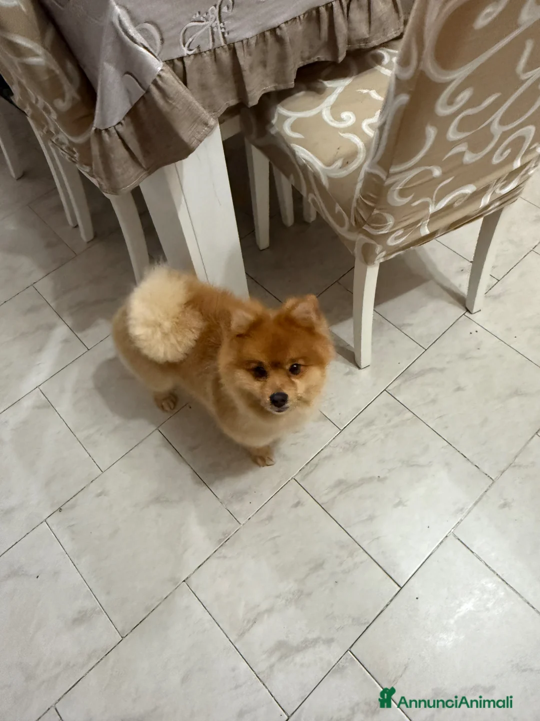 Spitz cani in vendita: Spitz Tedesco - Annuncio 2
