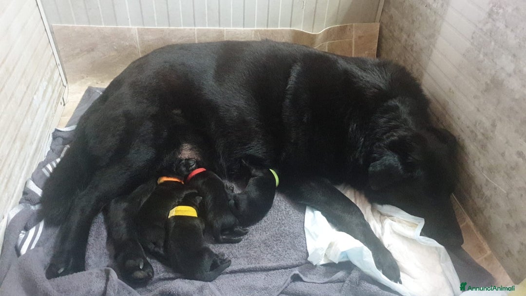Pastore Tedesco cani in vendita: Disponibili cuccioli di pastore tedesco nero a Provincia di Matera - Immagine 4