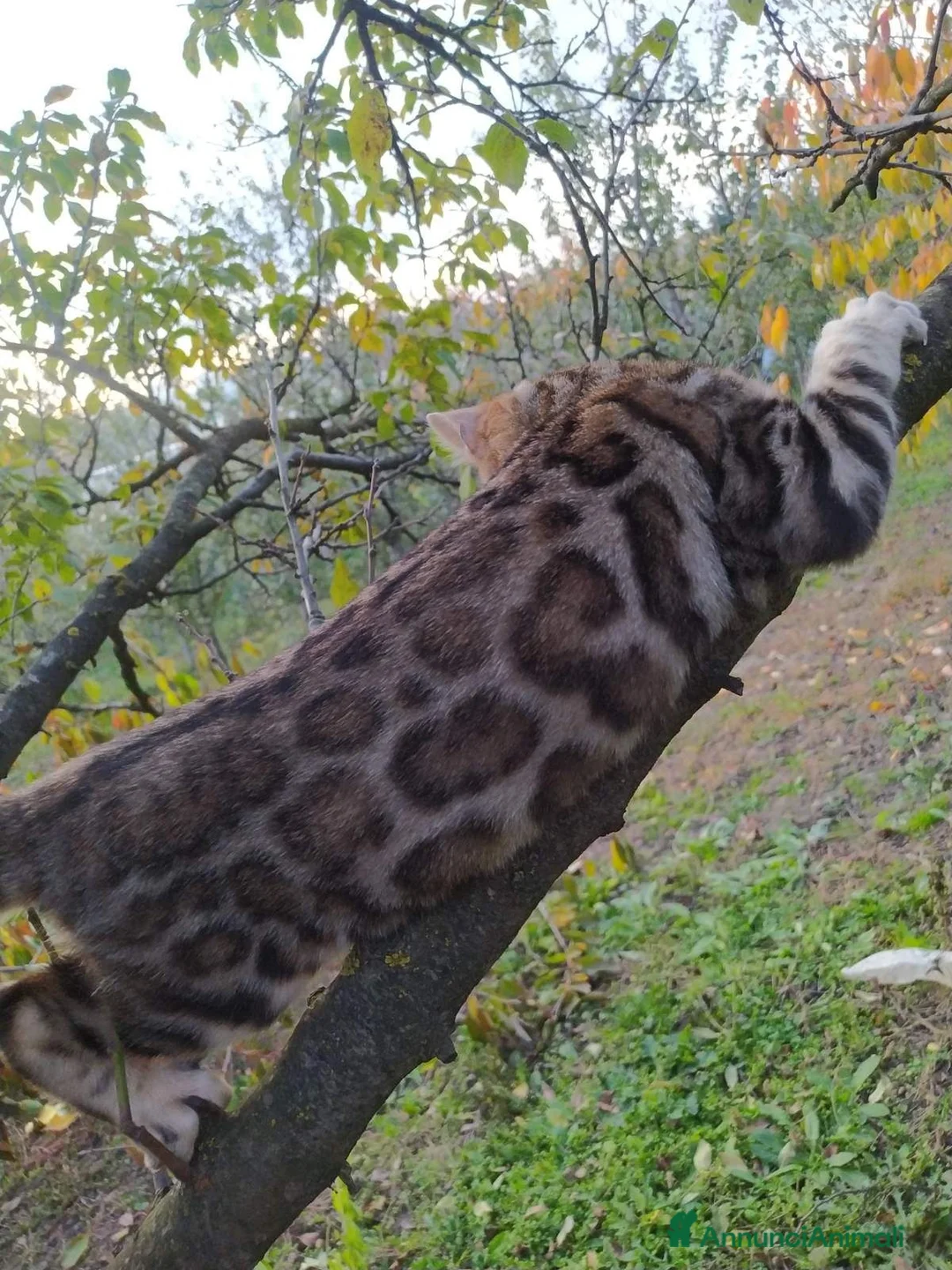 Bengala gatti in vendita: Bengala  - Annuncio 3