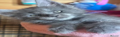 Maine Coon 2