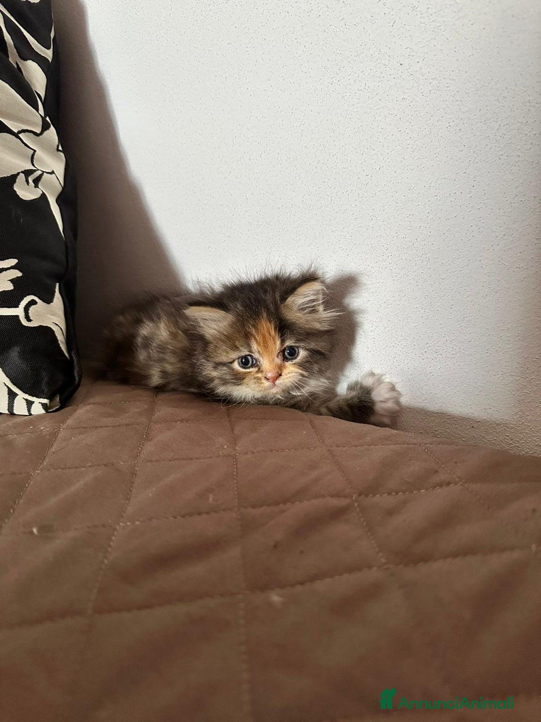Persiano gatti in vendita: Gattine persiane normotipo  a Provincia di Reggio Emilia - Immagine 24