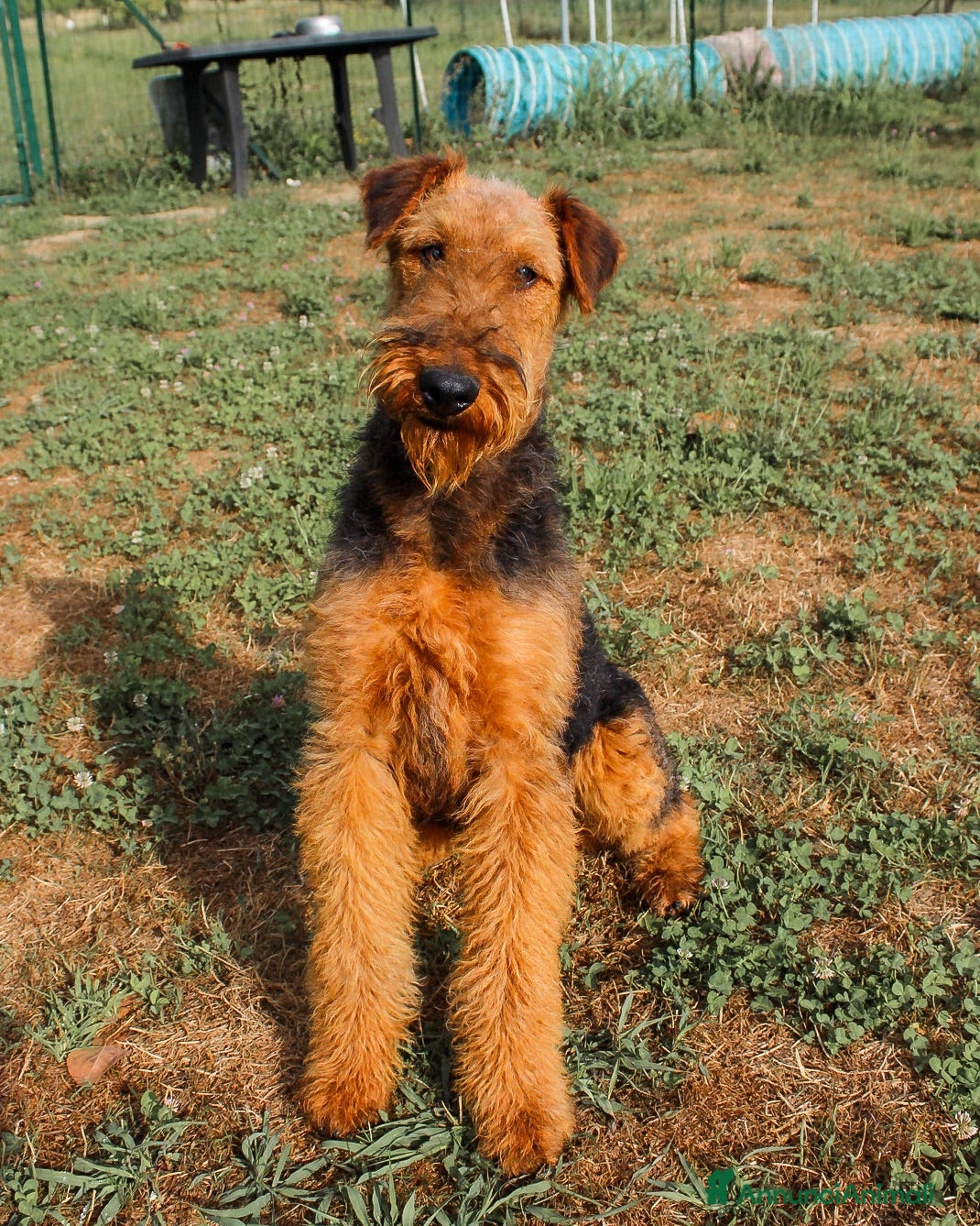 Airedale Terrier cani Cucciolone di airedale terrier  - Annuncio 1
