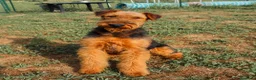 Airedale Terrier cani in vendita: Cucciolone di airedale terrier  - Annuncio 1
