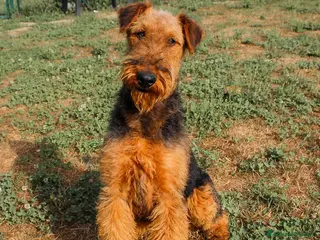 Airedale Terrier cani in vendita: Cucciolone di airedale terrier - Annuncio 1