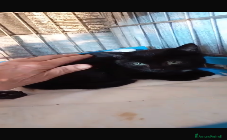 Europeo gatti cucciola 2 mesi cerca casa🖤 - Annuncio 1