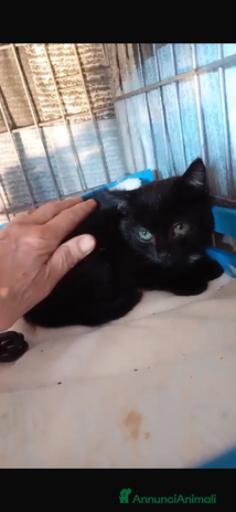 Europeo gatti cucciola 2 mesi cerca casa🖤 - Annuncio 1