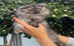 Scottish gatti in vendita: Scottish Highland straight - Annuncio 10